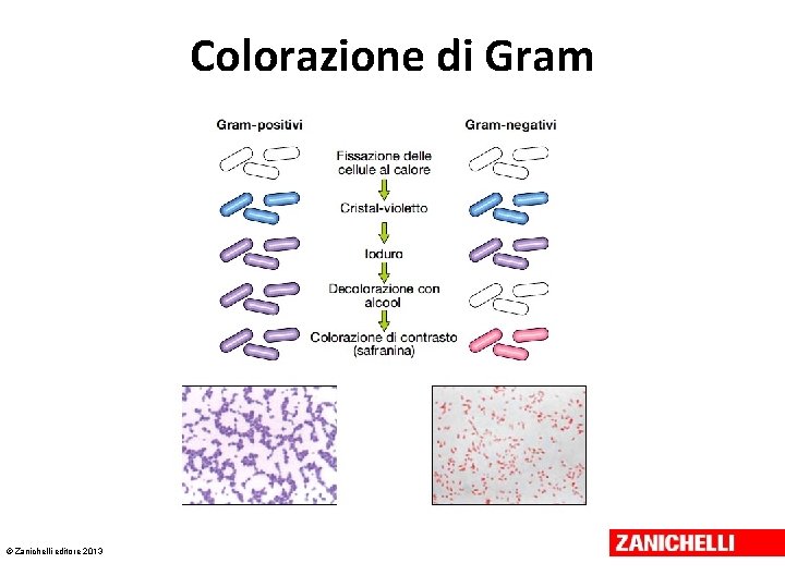Colorazione di Gram © Zanichelli editore 2013 