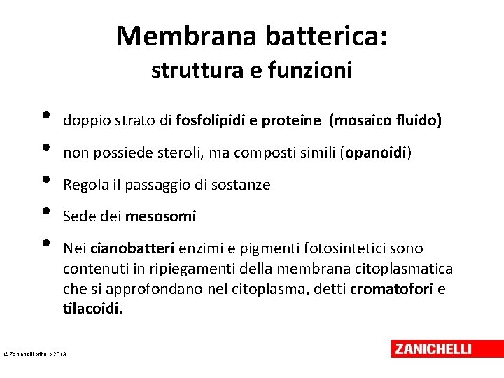 Membrana batterica: struttura e funzioni • • • doppio strato di fosfolipidi e proteine