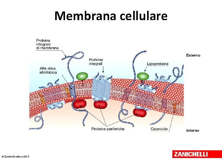 Membrana cellulare © Zanichelli editore 2013 