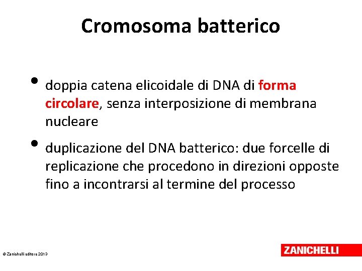 Cromosoma batterico • doppia catena elicoidale di DNA di forma circolare, senza interposizione di