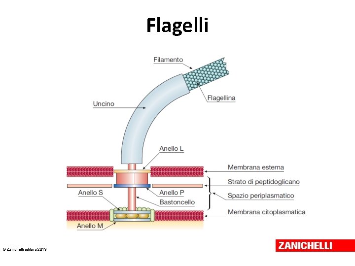 Flagelli © Zanichelli editore 2013 