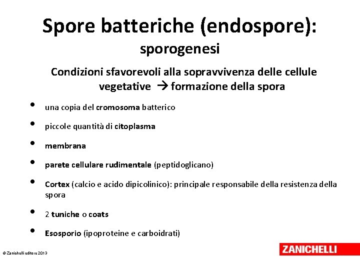 Spore batteriche (endospore): sporogenesi Condizioni sfavorevoli alla sopravvivenza delle cellule vegetative formazione della spora