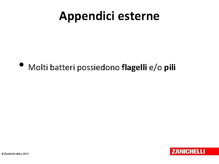 Appendici esterne • Molti batteri possiedono flagelli e/o pili © Zanichelli editore 2013 