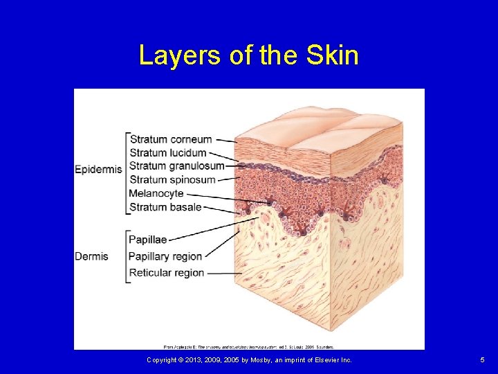 Layers of the Skin Copyright © 2013, 2009, 2005 by Mosby, an imprint of Layers of the Skin Copyright © 2013, 2009, 2005 by Mosby, an imprint of