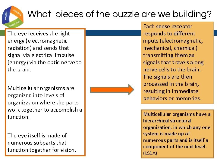 What pieces of the puzzle are we building? The eye receives the light energy