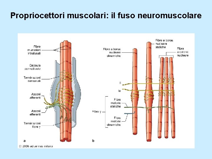 Propriocettori muscolari: il fuso neuromuscolare 