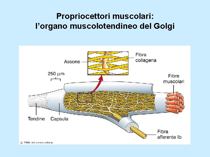 Propriocettori muscolari: l’organo muscolotendineo del Golgi 