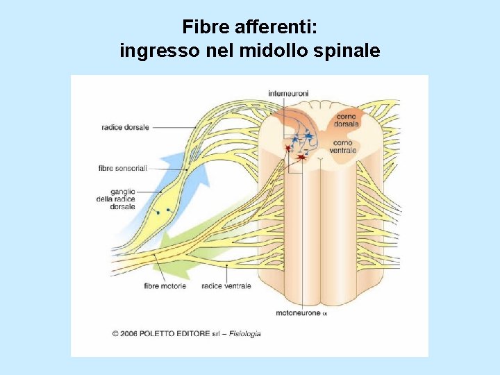 Fibre afferenti: ingresso nel midollo spinale 