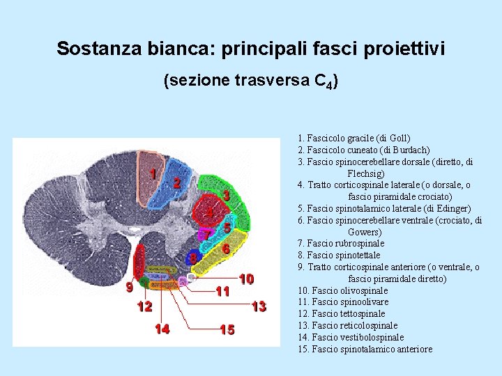 Sostanza bianca: principali fasci proiettivi (sezione trasversa C 4) 1. Fascicolo gracile (di Goll)