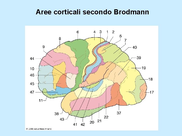 Aree corticali secondo Brodmann 