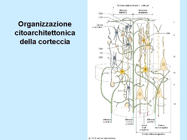 Organizzazione citoarchitettonica della corteccia 