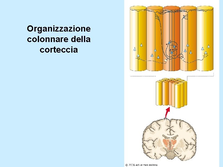 Organizzazione colonnare della corteccia 