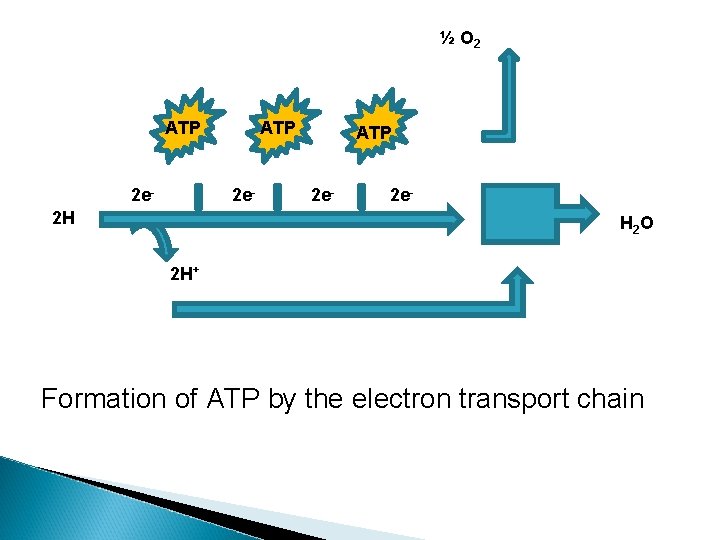 ½ O 2 ATP 2 e- 2 H ATP 2 e- 2 e. H