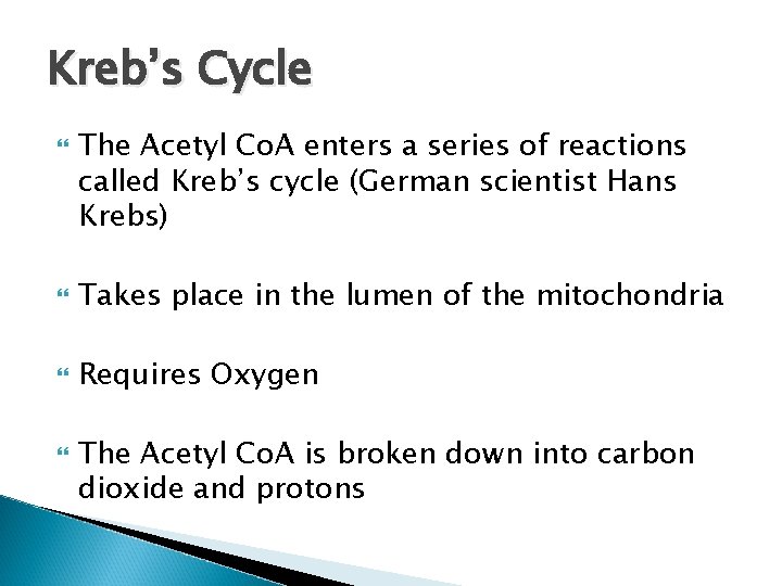 Kreb’s Cycle The Acetyl Co. A enters a series of reactions called Kreb’s cycle