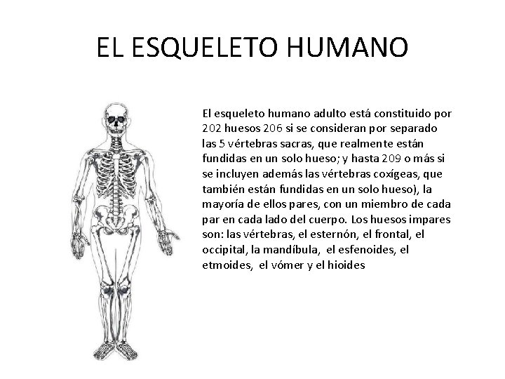 EL ESQUELETO HUMANO El esqueleto humano adulto está constituido por 202 huesos 206 si