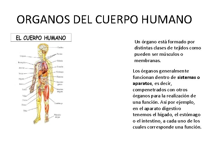 ORGANOS DEL CUERPO HUMANO Un órgano está formado por distintas clases de tejidos como