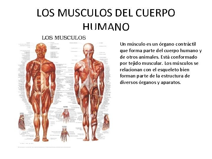 LOS MUSCULOS DEL CUERPO HUMANO Un músculo es un órgano contráctil que forma parte