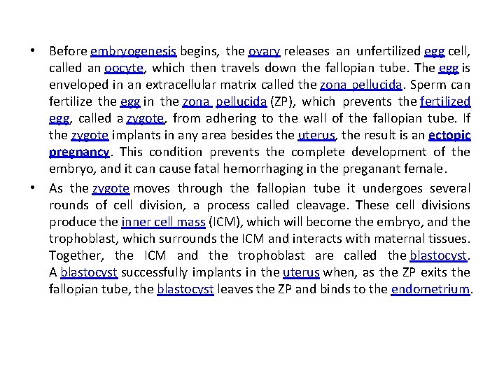  • Before embryogenesis begins, the ovary releases an unfertilized egg cell, called an