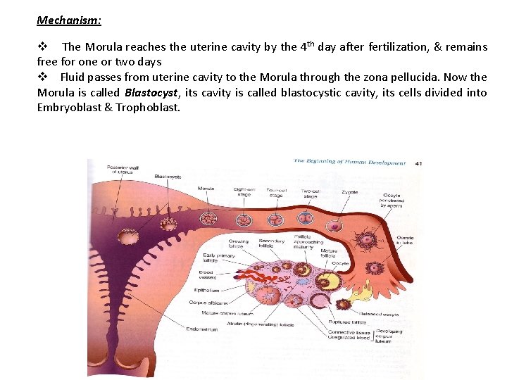 Mechanism: v The Morula reaches the uterine cavity by the 4 th day after