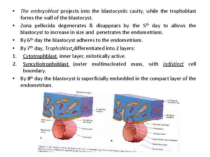 The embryoblast projects into the blastocystic cavity, while the trophoblast forms the wall of