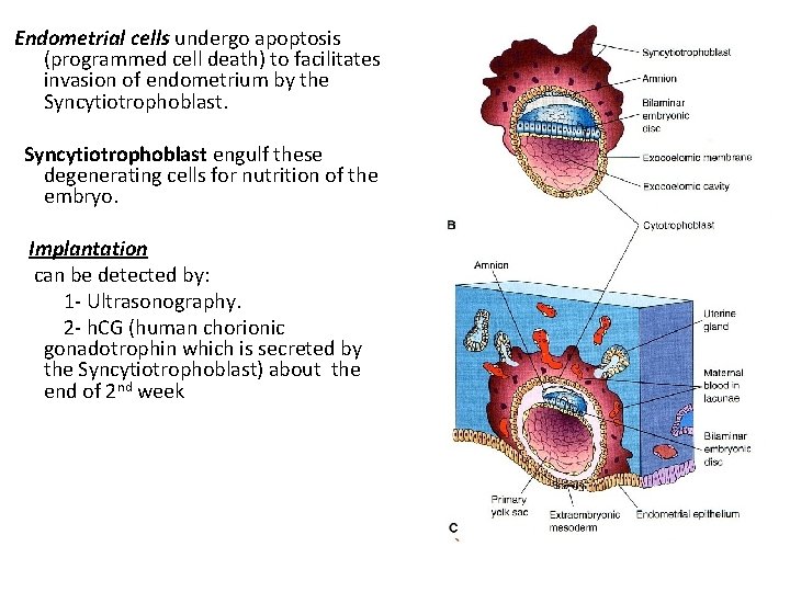 Endometrial cells undergo apoptosis (programmed cell death) to facilitates invasion of endometrium by the