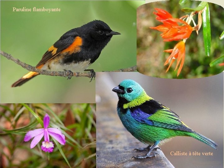 Paruline flamboyante Calliste à tête verte 