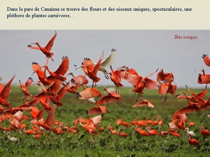 Dans le parc de Canaima se trouve des fleurs et des oiseaux uniques, spectaculaires,