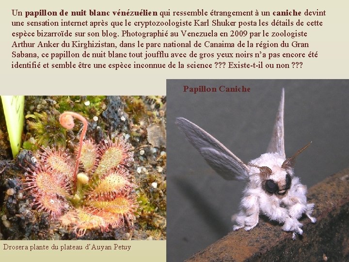 Un papillon de nuit blanc vénézuélien qui ressemble étrangement à un caniche devint une