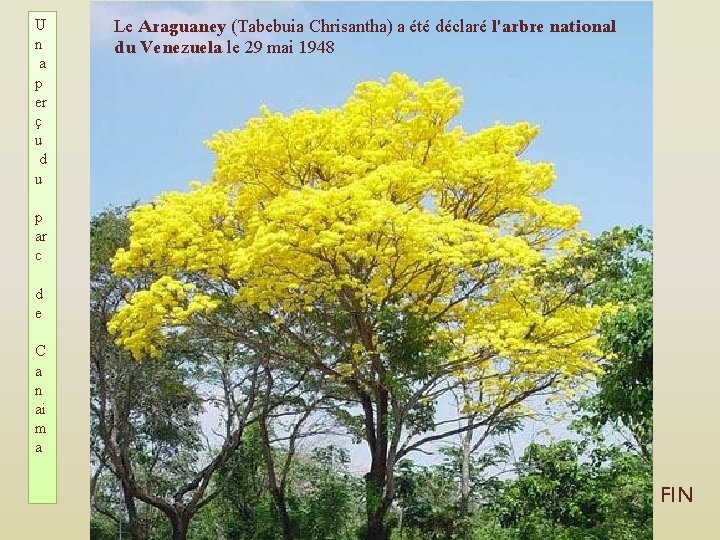 U n a p er ç u d u Le Araguaney (Tabebuia Chrisantha) a