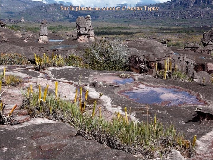 Sur le plateau au sommet d’Auyan Tepuy 