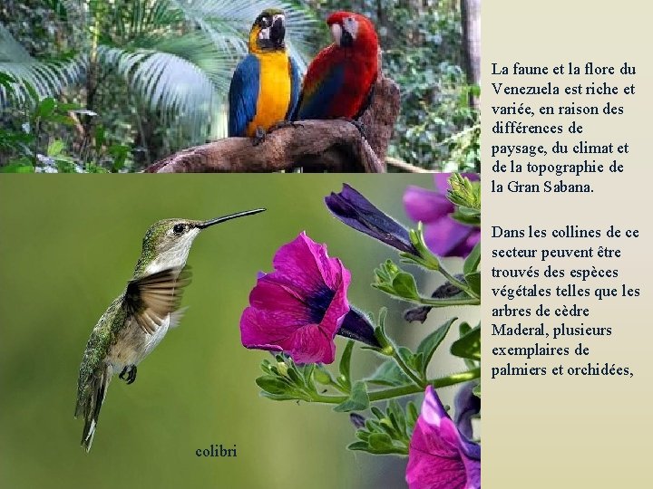 La faune et la flore du Venezuela est riche et variée, en raison des