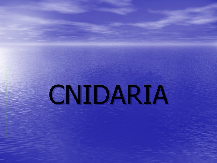 CNIDARIA 