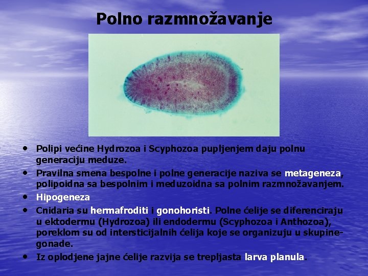 Polno razmnožavanje • Polipi većine Hydrozoa i Scyphozoa pupljenjem daju polnu • • generaciju