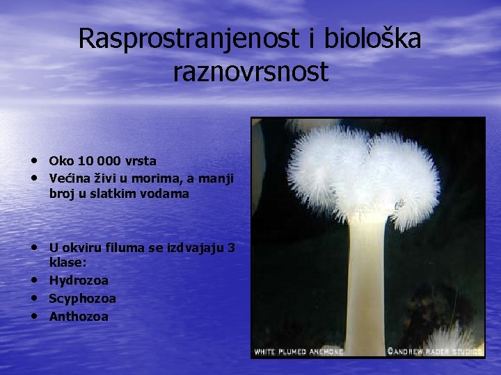 Rasprostranjenost i biološka raznovrsnost • Oko 10 000 vrsta • Većina živi u morima,