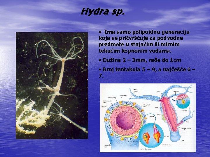 Hydra sp. • Ima samo polipoidnu generaciju koja se pričvršćuje za podvodne predmete u