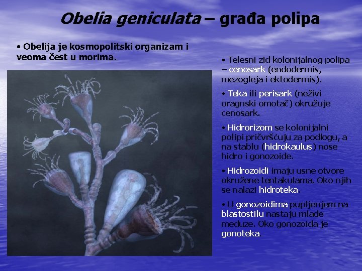 Obelia geniculata – građa polipa • Obelija je kosmopolitski organizam i veoma čest u