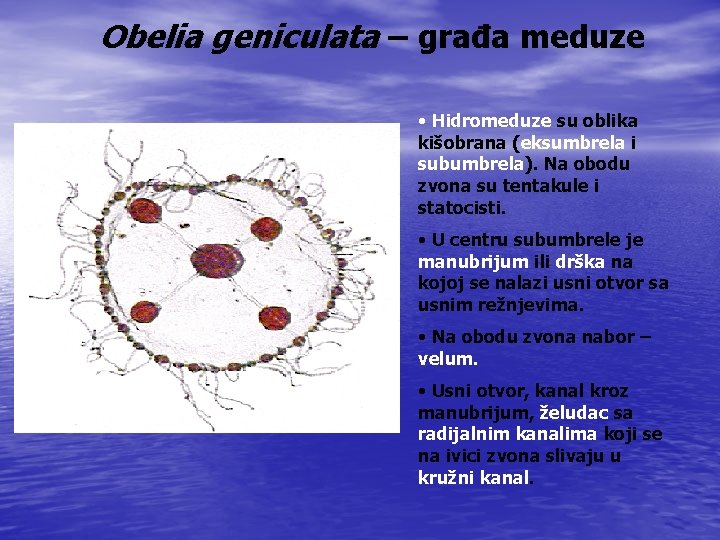 Obelia geniculata – građa meduze • Hidromeduze su oblika kišobrana (eksumbrela i subumbrela). Na