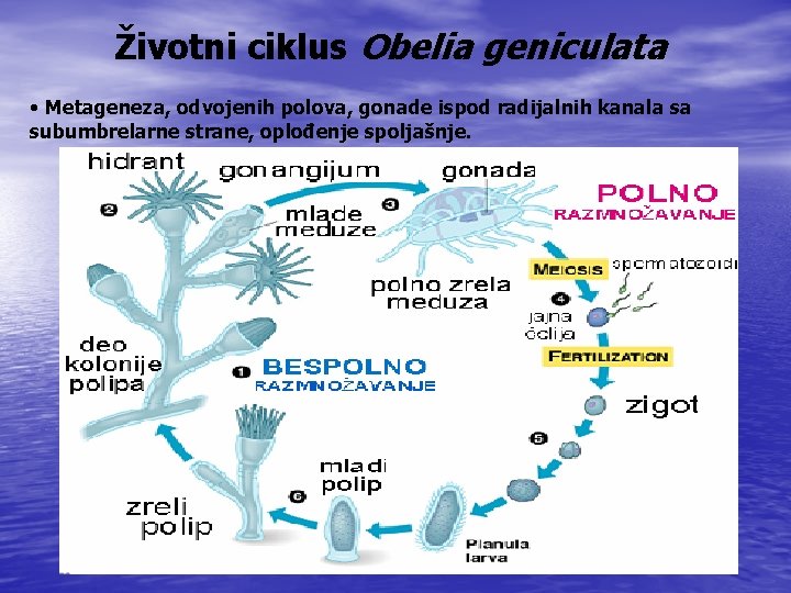 Životni ciklus Obelia geniculata • Metageneza, odvojenih polova, gonade ispod radijalnih kanala sa subumbrelarne