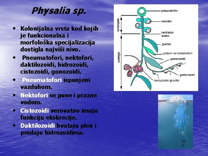 Physalia sp. • Kolonijalna vrsta kod kojih • • • je funkcionalna i morfološka