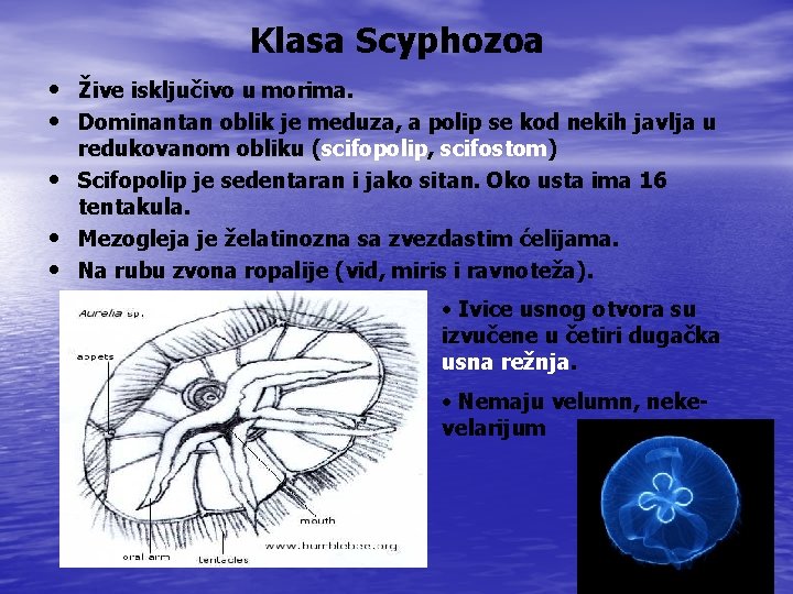 Klasa Scyphozoa • Žive isključivo u morima. • Dominantan oblik je meduza, a polip