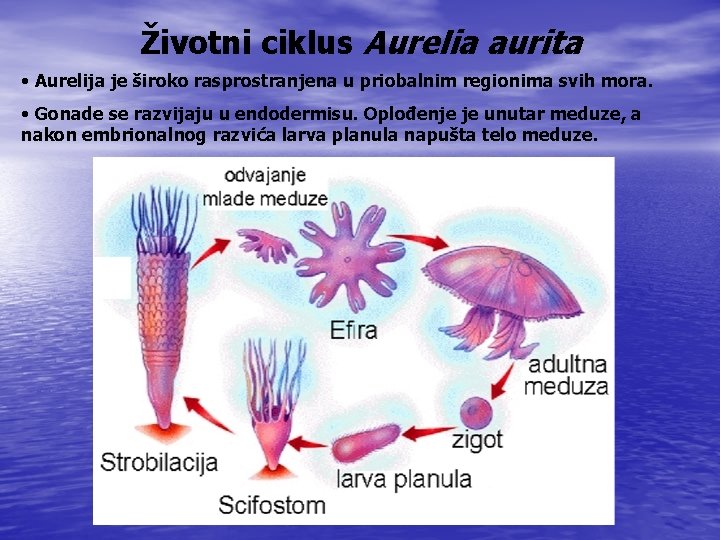 Životni ciklus Aurelia aurita • Aurelija je široko rasprostranjena u priobalnim regionima svih mora.