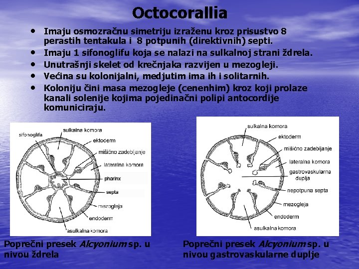 Octocorallia • Imaju osmozračnu simetriju izraženu kroz prisustvo 8 • • perastih tentakula i