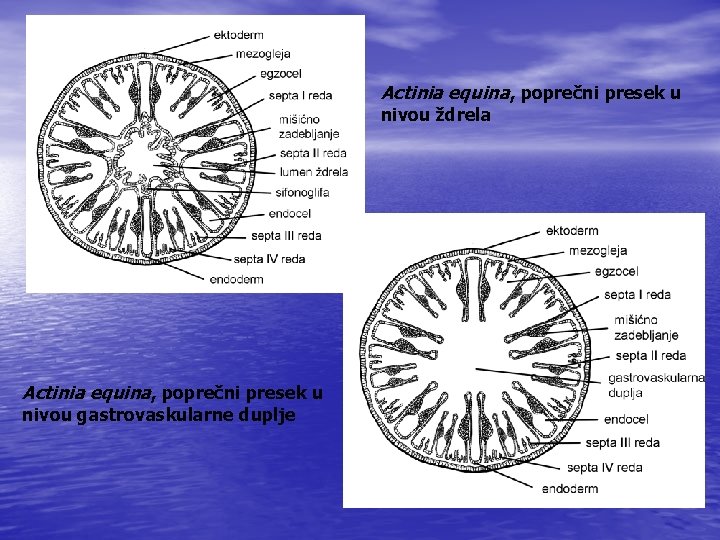 Actinia equina, poprečni presek u nivou ždrela Actinia equina, poprečni presek u nivou gastrovaskularne