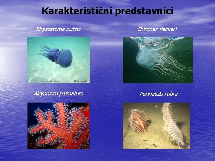 Karakteristični predstavnici Rhyzostoma pulmo Alcyonium palmatum Chironex fleckeri Pennatula rubra 