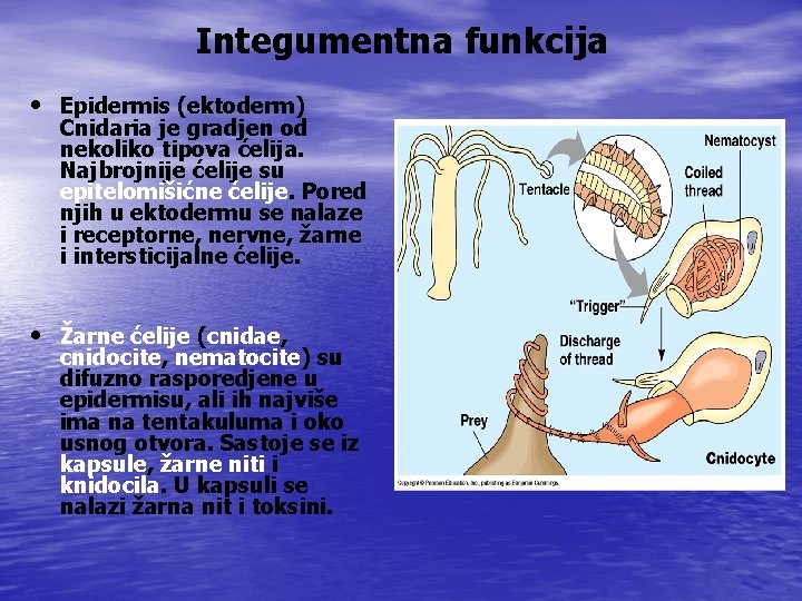 Integumentna funkcija • Epidermis (ektoderm) Cnidaria je gradjen od nekoliko tipova ćelija. Najbrojnije ćelije