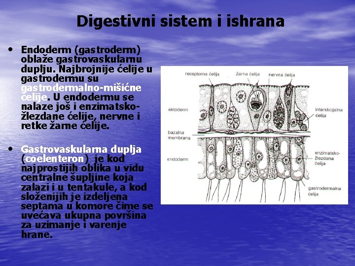 Digestivni sistem i ishrana • Endoderm (gastroderm) oblaže gastrovaskularnu duplju. Najbrojnije ćelije u gastrodermu