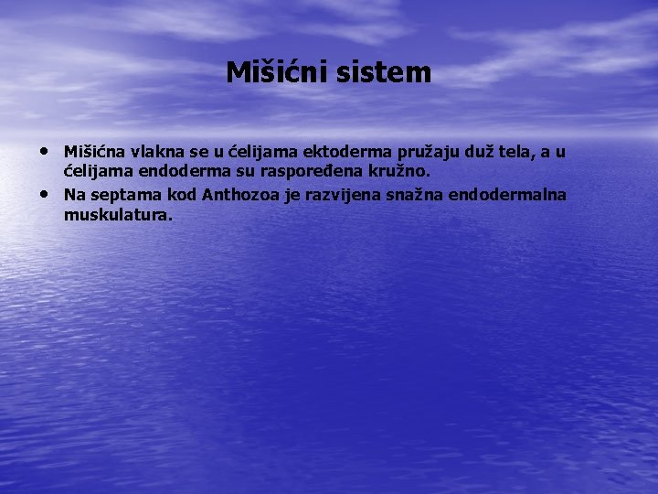 Mišićni sistem • Mišićna vlakna se u ćelijama ektoderma pružaju duž tela, a u