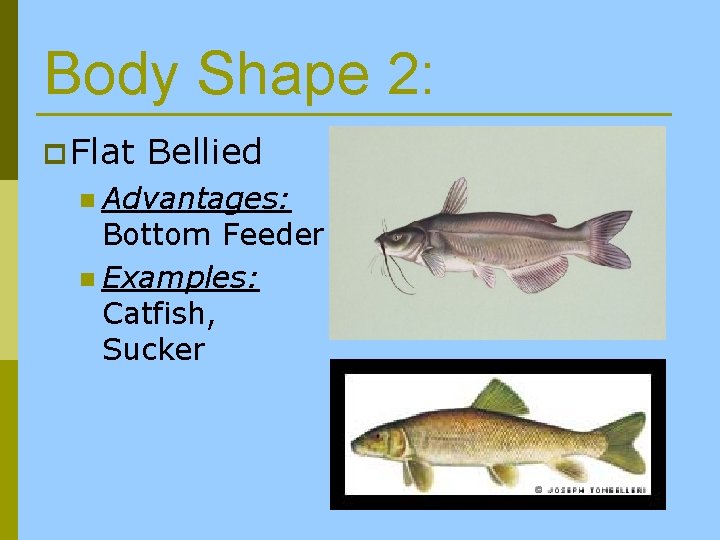 Body Shape 2: p Flat Bellied n Advantages: Bottom Feeder n Examples: Catfish, Sucker