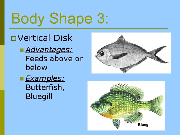 Body Shape 3: p Vertical Disk n Advantages: Feeds above or below n Examples: