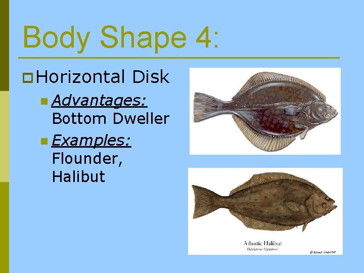 Body Shape 4: p Horizontal Disk n Advantages: Bottom Dweller n Examples: Flounder, Halibut
